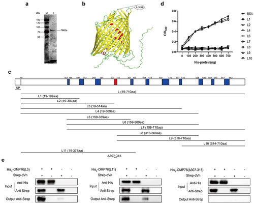 Figure 2. Expression of truncated OMP76 and screening for the OMP76 domain that interacts with dVn. (a) Detection of the immunogenicity and reactogenicity of OMP76 with R. anatipestifer RA-YM whole bacteria immune serum by Western blotting. The antibody used was a duck anti-R. anatipestifer RA-YM strain whole protein immune serum prepared in our laboratory, and the secondary antibody was HRP*PCAB rabbit anti-duck IgY (IgG)(H+L) (Cellwaylab, Luoyang, China). (b) the tertiary structure of OMP76 predicted by AlphaFold. Red, helix; yellow, β-strand; green, loop. (c) the position of truncated fragments derived from full-length OMP76. (d) ELISA analysis of the interaction of truncated segments of OMP76 with dVn. (e) Pull-down assay of the interaction of truncated segments L5 and L11, and knockdown fragment OMP76Δ307–315 with dVn by Western blotting. ELISA and pull-down assays were repeated three times and representative experiments are shown here. The nature of data points belongs to biological repetition.