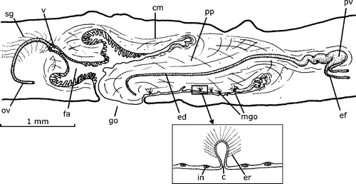 Figure 8. Gigantea bistriata (Hyman, Citation1962). Diagrammatic reconstruction of copulatory apparatus in lateral view of the paratype FMNH Nr. 3147. In the inset, a reconstruction of a longitudinal section of a male accessory genital organ of the penis papilla (free‐hand drawn). Scale bar: 1 mm.