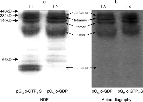 Figure 4.  Autoradiography of palmitoylated Gαo performed after the non-denaturing gel electrophoresis. (a) Stained NDE gel. (b) Autoradiography of the electrophoresis gel of (a).