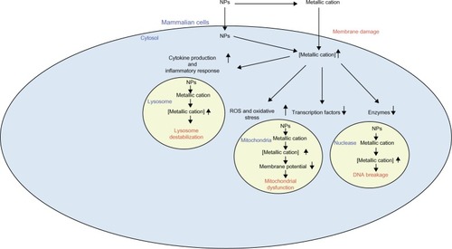 Figure 3 Key indirect mechanisms underlying nanogenotoxicity. Nanoparticles (NPs) may cause oxidative stress induction, inflammatory responses, or aberrant cellular signaling. These responses may be implicated in cancer risk.Abbreviations: NPs, nanoparticles; ROS, reactive oxygen species.