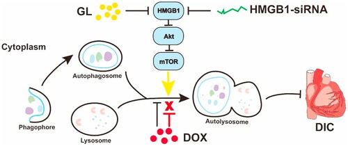 Figure 1. Schematic of GL attenuating DOX-induced cardiotoxicity. Reprinted with permission from Lv et al. (2020).