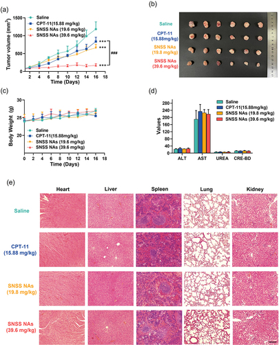 Figure 6 In vivo antitumor effect and biosafety of SNSS NAs. (a) Average tumor growth curves of each treatment group in the Panc-1 tumor-bearing nude mice. (b) Tumor photograph from Panc-1 tumor-bearing nude mice after treatment for 16 days. (c) Curves showing the body weight change of mice during various treatments in the Panc-1 tumor model. (d) Levels of key indicators of liver and kidney functions in Panc-1 tumor-bearing nude mice. (e) H&E staining of main organs harvested from each treatment group in Panc-1 tumor-bearing nude mice at the experimental endpoint (scale bar = 200 μm) (n=6, mean ± SEM, ***p < 0.001, compared with saline, ###p < 0.001, compared with CPT-11 (15.88 mg/kg)).