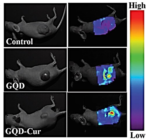 Figure 12. In-vivo imaging inspection of tumour bearing mice after injecting 10 mg/kg dosages of GQDs and GQD–Cur [Citation71]. Copyright (2014) Nature.