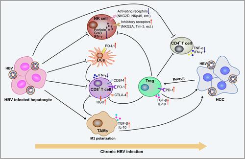 Figure 4 Chronic HBV infection promotes the formation of immunosuppressive microenvironments and promotes the malignant transformation of liver cells. Long lines ending with arrows or bars indicate activating or inhibitory effects respectively. Short arrows pointing up or down indicate up-regulated or down-regulated.