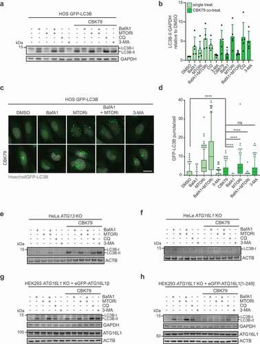 Figure 4. CBK79 induces non-canonical lipidation of LC3B. (A) HOS GFP-LC3B cells were treated with either DMSO 0.1% or CBK79 (10 µM) in co-treatment with the indicated autophagy modulators for 4 h. Cell lysates were analyzed by immunoblotting with the indicated antibodies. Representative blots from one of five independent experiments are shown. MTOR inhibitor (“MTORi”, Torin-1); CQ = chloroquine; 3-MA: 3-methyladenine. (B) Band intensities were measured using ImageJ. LC3B-II band was normalized to the loading control (GAPDH) and the levels are displayed relative to DMSO. Data are shown as average ± SD of five independent experiments. (C) Representative images from HOS GFP-LC3B cells treated with the indicated compounds for 4 h. Nuclei were stained with Hoechst 33342 and cells were directly imaged live with an automated widefield microscope. Scale bar: 20 µm. (D) Quantification of the GFP-LC3B puncta per cell from (C). Data are shown as box plots with median and 5–95 percentiles (n > 200 cells/condition). Significant differences are based on adjusted p-values between relevant conditions (Kruskal-Wallis [H = 1256, df = 9, p < 0.0001] with Dunn’s multiple comparisons test). ns > 0.9999; ****p < 0.0001. (E) HeLa ATG13 knockout (ATG13 KO) cells, or (F) HeLa ATG16L1 knockout (ATG16L1 KO) cells were treated with either DMSO 0.1% or CBK79 (10 µM) in co-treatment with the indicated autophagy modulators for 4 h. Cell lysates were analyzed by immunoblotting with the indicated antibodies. Beta-actin (ACTB) is shown as loading control. Representative blots from one of three independent experiments are shown. (G) HEK293 ATG16L1 knockout cells stably rescued with eGFP-tagged full length ATG16L1β were treated with either DMSO 0.1% or CBK79 (5 µM) in co-treatment with the indicated autophagy modulators for 3 h. Cell lysates were analyzed by immunoblotting with the indicated antibodies. Representative blots from one of three independent experiments are shown. (H) HEK293 ATG16L1 knockout cells stably rescued with eGFP-tagged ATG16L1[1–249] were treated with either DMSO 0.1% or CBK79 (5 µM) in co-treatment with the indicated autophagy modulators for 3 h. Cell lysates were analyzed by immunoblotting with the indicated antibodies. Representative blots from one of three independent experiments are shown.