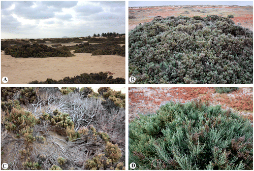 Figure 1. General view of Arthrocnemum franzii in Sal Island (August–September 2015). (A) Dominant in the sandy depressions (often together with Sesuvium sp., Suaeda vermiculata and Zygophyllum waterlotii). (B) Closer look at an individual. (C) Branching pattern of the new species. (D) Part of the plant with fruiting inflorescence. Photographer: A. Sukhorukov.