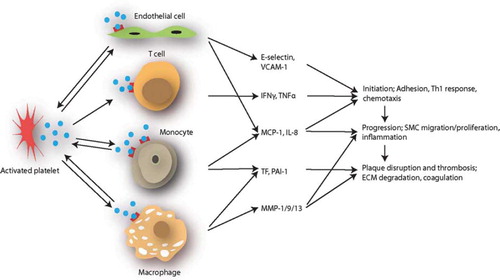 Figure 4. LIGHT, including platelet-derived LIGHT, may promote plaque rupture and thrombus formation through various mechanisms involving interactions between platelets, monocytes/macrophages, T cells, and endothelial cells. (ECM = extracellular matrix; IFN = interferon; MMP = matrix metalloproteinases; PAI = plasminogen activator inhibitor; SMC = smooth muscle cells; TF = tissue factor; Th1 =T helper cell type 1; VCAM = vascular cell adhesion molecule).