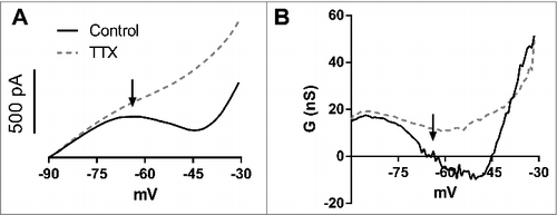 Figure 1. A. Mean slow ramps (15 mV/s) recorded in voltage-clamp from -90 mV to -30 mV in control aCSF and after TTX (n = 10). B. Slope conductance (dI/dV) in control aCSF and after TTX obtained from curves in A. Note that the zero slope conductance region (arrows) is near -65 mV and corresponds to an unstable equilibrium.