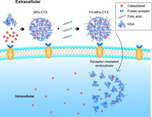 Figure 1 Schematic representation of the FR-mediated delivery of FA-NPs-CTX into cells.Abbreviations: CTX, cabazitaxel; FA, folic acid; FA-NPs-CTX, FR-targeted cabazitaxel-loaded nanoparticles; FR, folic acid receptor; HSA, human serum albumin; NPs-CTX, cabazitaxel-loaded nanoparticles.