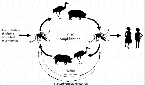 Full article: Risk assessment for Japanese encephalitis vaccination