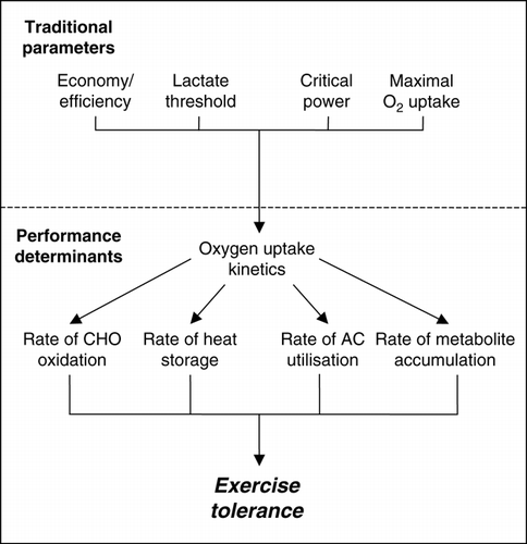 Figure 7.  The role of kinetics in heavy- and severe-intensity exercise tolerance. In this model, the “traditional parameters” of physiological function (exercise economy/efficiency, lactate threshold, critical power, and ) combine to determine the character of the response to exercise. That is, exercise performed above the lactate threshold results in the slow component emerging, the proximity of the imposed power output to critical power determines if the slow component will stabilize, and provides both the maximum “amplitude” of the primary response, and determines the extent to which the slow component can develop. The oxygen uptake kinetics determines exercise tolerance by determining the rate of carbohydrate (CHO) oxidation and/or the rate of heat storage during heavy-intensity exercise. Manipulating fuel stores (glycogen loading/depletion) or the capacity for heat storage (pre-heating/cooling, hypohydration) will influence exercise tolerance by determining when the rate of carbohydrate oxidation or heat storage can no longer be maintained. During severe-intensity exercise, the kinetics determines the rate of anaerobic capacity (AC) utilization, and the related rate of metabolite accumulation. Altering the oxygen uptake kinetics can be achieved directly (using, for example, prior exercise or a pacing strategy) or indirectly (by manipulating the “traditional parameters” through training or altered oxygen transport), resulting in predictable effects on exercise tolerance. Lastly, exercise tolerance could also be influenced by manipulating the anaerobic capacity (creatine monohydrate supplementation, severe prior exercise) or rate of metabolite accumulation (sodium bicarbonate ingestion).
