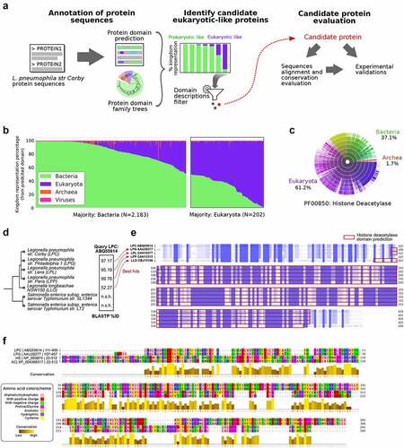 Figure 1. Screening of candidate eukaryotic-like proteins in L.P. strain Corby identifies Smh1 as a candidate histone-deacetylase. (a) Pipeline of analyses from the in silico annotation of protein sequences of L.P. strain Corby to the identification of candidate proteins from their eukaryotic-like protein domains, screened for enzymatic functions suggesting potential impact on the host regulatory machinery. (b) a total of 2,385 proteins were annotated with protein domains from Pfam database. Relative representation of annotated protein domain across the different kingdoms of life highlights a subset of 202 proteins bearing domains mostly represented in eukaryotic sequences. (c) Representation across kingdoms of the Pfam domain PF00850 “histone-deacetylase,” annotated in the sequence of the candidate protein ABQ55614 from L.P. strain Corby. (d) Results of the BLASTP search for homologous proteins to ABQ55614 in L.P. subspecies as well as Salmonella species. Percentage of sequence identity are reported for best hits; “n.S.h:” no significant hit. (e) Clustal omega multiple sequence alignment of the orthologs of ABQ55614 identified in L.P. subspecies. Blue colouring indicates conservation levels, while red frames indicate the independent predictions of the histone-deacetylase domains in each protein sequence. (f) Jalview visualization of the clustal omega alignment of histone-deacetylase domains extracted from L.P. proteins from strains Corby and Philadelphia, as well as from the Human Histone-deacetylase 3 (HDAC3, NCBI protein ID NP_003874) and the protein “XP_004368317” from A. castellanii. Amino acids are coloured to highlight physicochemical properties (Zappo colour scheme). Yellow barplots identify levels of conservation.