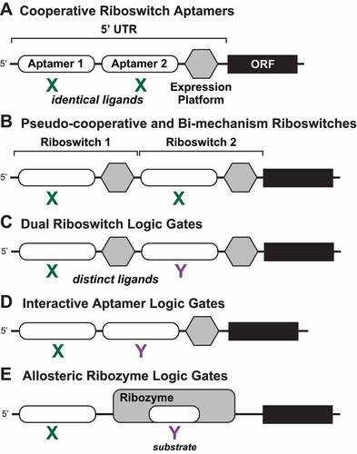 Figure 1. Previously known tandem architectures for riboswitches and their established functions. (A) Cooperative riboswitch aptamers carry highly similar aptamer domains that bind chemically identical ligands and associate with a single expression platform. Examples of this riboswitch architecture demonstrate cooperative ligand binding and a steeper dose-response curve [Citation27]. (B) Pseudo-cooperative [Citation27] and bi-mechanism [Citation55] riboswitches involve the tandem arrangement of independently functioning riboswitches that respond to chemically identical ligands. For a bi-mechanism system, each riboswitch operates with a different regulatory mechanism (e.g. one transcriptional and one translational). (C) Dual riboswitch logic gates [Citation25] involve the tandem arrangement of independently functioning riboswitches that respond to different target ligands, here depicted as X and Y. (D) Interactive aptamer logic gates [Citation56] are formed by two adjacent aptamers that respond to different target ligands and associate with a single expression platform. Ligand binding by one aptamer affects the function of the adjacent aptamer. (E) Allosteric ribozyme logic gates [Citation59] involve allosteric regulation by an aptamer for the function of a ribozyme that requires a second distinct compound for its activity.