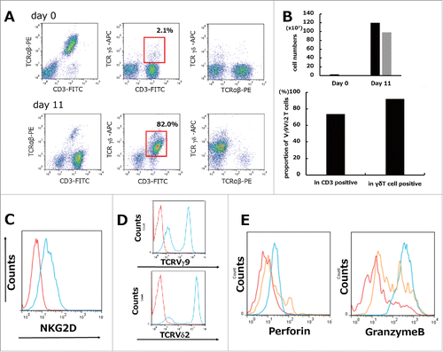 Figure 1. Ex vivo mature human γδT cells were expanded from PBMCs stimulated by ZOL and rhIL2. (A) Representative data from healthy volunteer-derived γδT cells. Isolated PBMCs showed a minor subset of TCRγδ-positive (gated on lymphocytes by FSC/SSC) cells on day 0. Representative flow cytometric analysis showing the profiles of γδT cells in which >80% achieved a CD3+/TCRγδ+ population (red squares) on day 11. (B) The absolute cell number of γδT cells during 11 days of culture showed a maximum 1600-fold increase. Black bars: total cells; gray bars: γδT cells (upper graph). Proportion for Vγ9Vδ2 T cells among total T cells (CD3 positive cells) and total γδT cells (TCRγδ positive cells) was 73.6% and 92.0% respectively on day 11 (lower graph). (C) Expression of NKG2D on γδT cells. Representative flow cytometric profiles are shown as histograms. Blue line: expression of NKG2D on γδT cells (gated on TCRγδ+) on day 11; red line: background control. (D) Phenotypic analysis of γδT cells. Representative flow cytometric profiles are shown as histograms (gated on TCRγδ+). Lineage expressing Vγ9Vδ2 can be expanded by ZOL. Blue line: expression of TCRVγ9 or TCRVδ2 on γδT cells (gated on TCRγδ+) on day 11; red line: background control. (E) Intracellular granule (perforin, Granzyme B) staining was performed. Red line: day 0. Blue line: day 11. Orange line: PBMCs stimulated with Cell Stimulation cocktail 500X (2 μl/ml) were used as positive controls. Representative images of histograms are shown.