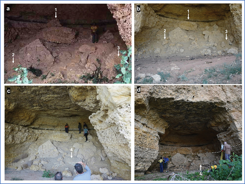 Figure 8. Photographs of Cave Cliffs Rockshelter taken in (a) 1986, (b) 2005, (c) June 2022 and (d) June 2023. Changes in the shelter’s architecture are indicated by the numbered arrows and include (1) the slumping of a large roof fall block, (2) exposure and (3) covering of blocks across the lower talus between 1986 and 2005, and (4) the stripping of fine sediment from the talus during the 2022–23 flood (the flood level is indicated by the dashed line in plate d).