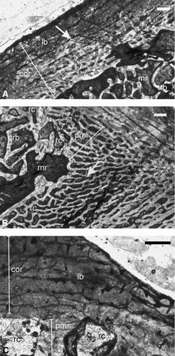 FIGURE 5 Paracyclotosauridae. A–B, ISIA181/7, humerus showing A, lamellar bone as the primary tissue of the cortex; arrow indicates the parallel network of the longitudinally oriented vascular channels; B, asymmetric extension (indicated by a white arrow) of secondary reconstruction towards the deltopectoral crest; C, ISIA181/8, femur showing predominantly lamellar bone in the cortex; note the large resorption cavities in the perimedullary region. All figures are of transverse sections. Scale bars equal 300 μm.