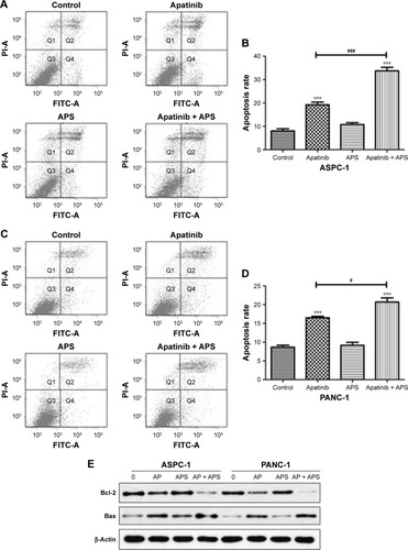 Figure 4 APS increased apoptosis induced by apatinib in pancreatic cancer cells.