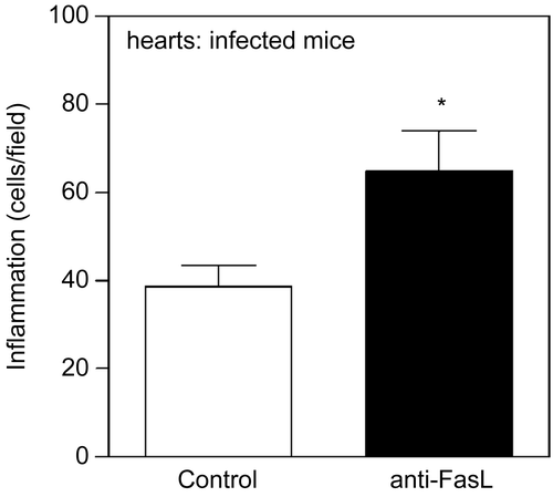Figure 3.  Treatment with anti-FasL increases inflammation in the hearts of T. cruzi- infected mice. BALB/c mice were infected with T. cruzi and received two injection of anti-FasL (0.15 mg/mouse). Control group received either saline or a control hamster IgG antibody.(Citation78) Hearts were collected 25 days post infection and analyzed for inflammatory infiltrates in slides stained with Hematoxilin and eosin. Results were expressed as number of cells/microscopic field. The number of cells/field in the normal mouse heart (6.4) was deducted from the results for each infected mouse. Significant difference is indicated (*) for p< 0.05, n = 4 mice/group.
