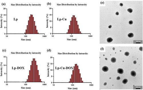 Figure 1. (a–d) Particle sizes distribution of liposomes (a) Lp, (b) Lp-Cu, (c) Lp-DOX and (d) Lp-Cu-DOX, measured at 25 °C. (e–f) TEM images of Lp-Cu-DOX formed after 20 min (e) and 14 days (f).