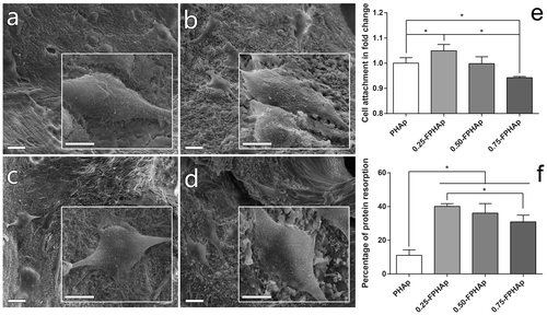 Figure 6. SEM images (scale bar = 20 μm) and inserted magnified view (scale bar = 10 μm) showing the adhesion of human osteoblastic-like MG63 cell on the surfaces of (a) PHAp, (b) 0.25-FPHAp, (c) 0.50-FPHAp, and (d) 0.75-FPHAp. (e) Quantitative evaluation of cell attachment showed only 0.25-FPHAp favored increased attachment of MG63, while 0.75-FPHAp was inferior than PHAp for cell attachment. (f) Protein absorption assay demonstrated that the incorporation of fluoride resulted in significant higher protein absorption of the apatite.