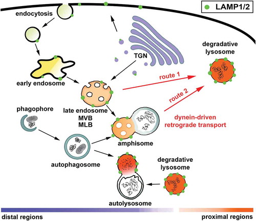 Figure 1. LAMP1/2 are distributed among a heterogenous population of autophagic and endolysosomal organelles. Lysosomes serve as the degradation hubs for autophagic and endocytic components. Newly synthesized LAMP1/2 exit the trans-Golgi network and enter the plasma membrane and endolysosomal pathway, where they are in dynamic equilibrium between endosomes, lysosomes, amphisomes, and autolysosomes. Endolysosomal trafficking, from early endosomes to late endosomes and finally into mature lysosomes (route 1), is essential for delivering endocytosed materials for degradation. Autophagosomes deliver bulk cytoplasmic components and damaged organelles to lysosomes through a stepwise maturation by fusing with endosomes into intermediate amphisomes or with lysosomes into degradative autolysosomes (route 2). To achieve effective degradation, both endocytic and autophagic organelles undergo dynein-driven retrograde transport from distal regions toward the soma, where degradative lysosomes are relatively enriched. MLB, multilamellar body; MVB, multivesicular body.