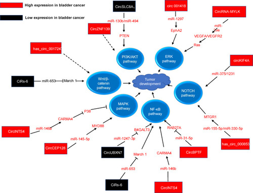 Figure 2 The detailed mechanisms of circRNAs on tumor classic pathways.
