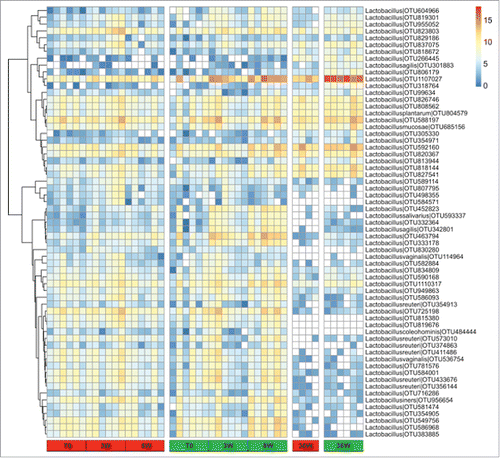 Figure 6. Heatmap showing the relative log-transformed abundance distribution of Lactobacillus spp. OTUs among all samples. OTUs with >0.01% of relative abundance in at least one group at one time point were selected. Columns are hierarchically ordered based on the experiment, treatment (ad libitum, red; caloric restriction, green), and time point.