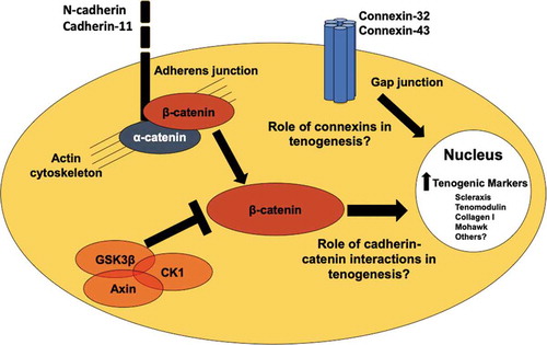 Figure 4. Potential cell-cell junction and cell signaling regulators of tenogenesis. N-cadherin and cadherin-11 are found in embryonic and adult tendon cells,Citation37,Citation81 and are regulated in tenogenically differentiating stem cells.Citation90 Cadherin-β-catenin coupling and β-catenin signaling may regulate tendon and stem cell behavior.Citation61,Citation62 Connexin-32 and connexin-43 are present in embryonic, postnatal, and adult tendon cells.Citation38,Citation66 Future studies are needed to understand what the roles these cell-cell junction proteins and β-catenin are playing in tenogenesis.
