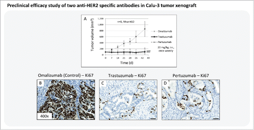 Figure 5. Preclinical efficacy study of 2 anti-HER2 specific antibodies in Calu-3 xenograft. (A) Tumor growth kinetics of Calu-3 xenograft treated with trastuzumab and pertuzumab (20 mg/kg, i.v., once weekly). The therapeutic antibody omalizumab was used as negative control. Animals per group: n = 8. Values are given as mean ± s.d.. *** P < 0.001, t-test. (B-D) Tumor tissue slices of the control and treatment groups were stained for Ki67 to monitor tumor cell proliferation. Magnification of the tissue slice: x400. Scale bar: 50 µm.