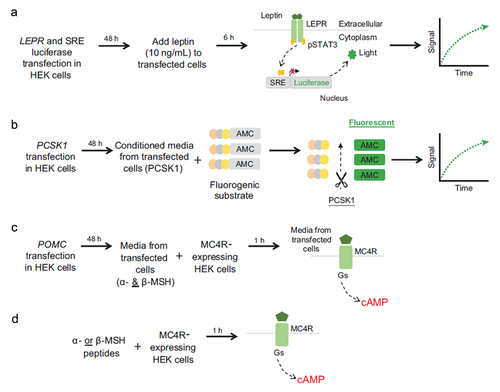 Figure 2. In vitro functional assays for (A) LEPR, (B) PCSK1, and (C, D) POMC variants. AMC, 7-amino-4-methylcoumarin; cAMP, cyclic adenosine monophosphate; HEK, human embryonic kidney; LEPR, leptin receptor; MC4R, melanocortin-4 receptor; MSH, melanocyte-stimulating hormone; PCSK1, proprotein convertase subtilisin/kexin type 1; POMC, proopiomelanocortin; pSTAT3, phosphorylated signal transducer and activator of transcription 3; SRE, serum response element.