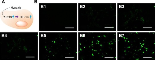 Figure 4 (A) Schematic illustration of the interaction between ROS and HIF-1α and (B) fluorescent microscopic images of cellular ROS production at 10% oxygen concentration after 12 h of hypoxia treatment with the addition of PLGA-PEG/PFOB emulsion; except B1 (normal oxygen concentration). PLGA-PEG/PFOB emulsion concentration (mg/mL): (B2) 0, (B3) 0.05, (B4) 0.1, (B5) 0.2, (B6) 0.4 and (B7) 0.8.Note: The scale bar is 200 µm.Abbreviations: HIF-1α, hypoxia-inducible factor-1α; PLGA-PEG, poly(lactide-co-glycolide)-poly(ethylene glycol); PFOB, perfluorooctyl bromide; ROS, reactive oxygen species.