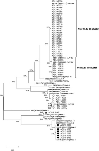 Figure 5. Phylogenetic analysis of FAdV isolates based on the nucleotide sequences of the hexon loop-1 gene. The tree was constructed by the maximum likelihood (ML) method with Mega version 10. The strains sequenced for this study are designated by names starting with ADL. Reference strains are in bold text with accession numbers in parentheses. For the FAdV-4 and 11 groups, a strain isolated from each year (2013–2019) was selected and listed in the tree as a representative. Solid circles indicate representative strains for the isolated FAdV-4 serotypes. Representative strains for the isolated FAdV-11 serotypes are indicated by open circles. The only FAdV-1 strain (ADL18 2146) from this study is indicated by a solid triangle. The old and the newly formed clusters of FAdV-8b are shown on the right. Sequence data of the isolated FAdV strains were submitted to GenBank under the accession numbers MN737046-MN737093. SR48 (AF508949) is officially designated as FAdV-2; however, recent publications suggest a reclassification of this strain into FAdV-11 (Steer et al., Citation2011; Marek et al., Citation2016; Feichtner et al., Citation2018; Schachner et al., Citation2019).