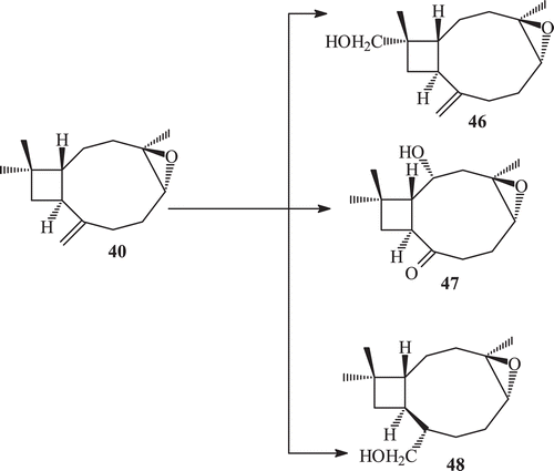 Scheme 15.  Metabolism of (−) caryophyllene oxide 40 with Macrophomina phaseolina and Rhizopus stolonifer.
