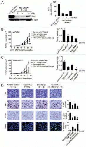 Figure 3 Antitumor efficacy of CH-HG. Effect of TG2 downregulation following intra-tumoral injection of TG2 siRNA and/or docetaxel with CH-HG into A375SM and MDA-MB231-bearing mice. (A) TG2 expression in A375SM tumor tissues was assessed after TG2 siRNA/CH-HG injection (20 µg of protein used). Quantitative differences were determined by densitometry analysis. (B and C) Treatment was started 2 weeks after inoculation of tumor cells into mice: (B) A375SM and (C) MDA-MB231. TG2 siRNA and/or docetaxel with CH-HG was given twice weekly at a dose of 150 µg/kg body weight (TG2 siRNA) through intra-tumoral injection. CH-HG loaded with docetaxel was injected once per week, at a dose of 100 µg. Treatment was continued until mice in any group became moribund (typically 4–5 weeks depending on tumor cell). Error bars represent SEM. *p < 0.05. (D) Immunohistochemical peroxidase analysis for TG2 expression (magnification x200), cell proliferation (Ki67, x200 magnification), microvessel density (CD31, x200 magnification) and TUNEL (x200 magnification) was performed on A375SM-tumor tissues following treatment with TG2 siRNA and/or docetaxel with CH-HG. All of these analyses were recorded in five random fields for each slide. Error bars represent SEM. *p < 0.05.
