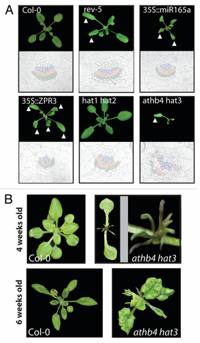 Figure 2. Mutations in both HD-ZIPII and HD-ZIPIII genes cause polarity defects in leaves and vascular organization. (A) Comparative growth analysis of different mutant plants. The triangle highlights abaxialized leaves of rev-5, 35S::miR165a, 35S::ZPR3 and athb4 hat3 plants. In wild type Col-0 and hat1 hat2 plants no growth abnormalities were observed. Below the photographs of wild type and the different mutant plants, sections through petioles are shown. The vasculature of wild type Col-0 plants shows the typical sandwich structure tissue containing phloem cells (green), cambium cells (red) and tissue containing xylem elements (blue) on top. Both 35S::miR165a and 35S::ZPR3 transgenic plants show abaxialized vascular strands with phloem nearly surrounding the xylem. In athb4 hat3 mutant plants, the vascular organization is severely disturbed but is also showing abaxialized characteristics. (B) In the juvenile phase of post-embryonic growth, athb4 hat3 double mutants produce radial leaves in comparison to Col-0 wild type plants. Later in development (around 6 weeks after germination; lower panel), leaves with weaker abaxialized characteristics, such as downward bending leaf blade, are being produced.