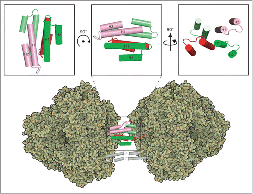 Figure 7. Proposed model for prApe1 complex assembly. Two propeptides (colored in red and pink, respectivey) presented from one tetrahedron face may interact with 2 other propeptides (colored in green and lime, respectively) from another tetrahedron face to form a stable tetramer. The upper panel represents 3 views of a propeptide tetramer modeled by superimposing the H1 helices of 4 I-TASSER models (see text) based on the crystal structure of a 4-helical bundle (PDB code 4HB1). The structure of the propeptide tetramer has not been determined experimentally. The dashed lines indicate the linkers at the C terminus. The protein model figures of Ape1 were generated with QuteMol. Citation45