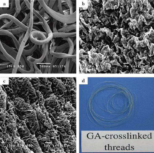 Figure 2. (a) Photograph of the glutaraldehyde-crosslinked collagen fibers. The scanning electron micrographs of (b) without glutaraldehyde-crosslinked collagen fibers; (c) the surface of the fiber was coagulated in 70% (v/v) ethanol for 15 min; and (d) the surface of the fiber was prepared after the gradient hydration process.