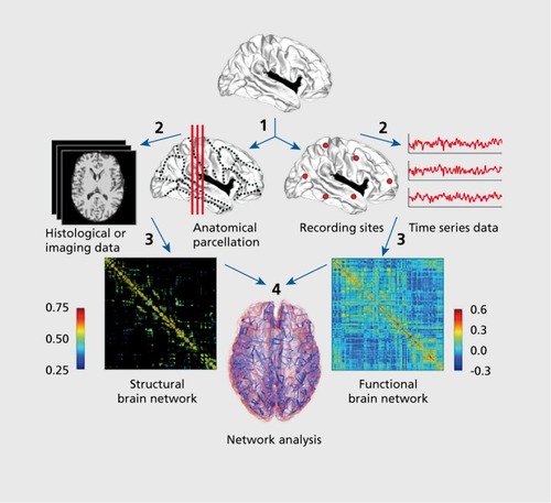 Figure 1. Extraction of brain networks from brain measurements and recordings. The basic workflow follows four main steps. (1) Definition of network nodes, either by parcellation of the brain volume into structurally or functionally coherent regions (left), or on the basis of placement of sensors and/or recording sites (right); (2) Definition of network edges, either by estimating structural connections from structural or diffusion imaging data (left), or by processing time series data into “functional edges” that express statistical dependencies (right); (3) Network construction, by aggregating nodes and edges into a connection matrix representing a structural (left) or functional network (right). The example plots are from previously published dataCitation56,Citation95 (4) Network analysis. Reproduced from ref 162: Sporns 0. The human connectome: a complex network. Ann N Y Acad Sci. 2011 ; 1224: 109-125. Copyright (c) The Academy of Sciences 2011