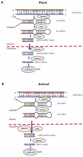 Figure 1. Biogenesis pathways of miRNAs in (A) plants; and (B) animals.