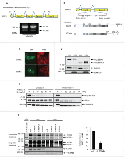 Figure 1. BECN1s is a splice variant of BECN1 (A) RT-PCR was performed with total RNAs extracted from HeLa cells using primer P1 and P2. The locations of P1 and P2 on BECN1 cDNA are indicated. (B) A schematic illustration of cDNA and protein sequences of the BECN1 and BECN1s. BD, BCL2 binding domain; CCD, coiled-coil domain; ECD, evolutionarily conserved domain. (C) HeLa cells expressing either GFP-BECN1 or GFP-BECN1s were stained with MitoTracker Red. The images were taken under a fluorescence microscope. (D) HEK 293T cells were transfected with either Flag-BECN1 or Flag-BECN1s. Twenty-four h after transfection, cells were subjected to cytoplasm/mitochondria subcellular fractionation. Proteins from cytoplasmic and mitochondrial fractions were analyzed by western blot. GAPDH and TOMM20 were used as markers for cytoplasmic and mitochondrial fractions, respectively. (E) HEK 293T cells were transfected with Flag-BECN1s. Twenty-four h after transfection, cells were homogenized for mitochondria isolation. The isolated mitochondria were then treated with proteinase K for the indicated periods of time before or after supersonic treatment, followed by western blot analysis to detect Flag-BECN1s levels. (F) HeLa cells expressing the indicated shRNAs and BECN1s proteins were subjected to cytosolic and mitochondrial subcellular fractionation. Sh-both indicates the shRNA targeting both BECN1 and BECN1s. Proteins from cytoplasmic and mitochondrial fractions were analyzed by western blot using anti-BECN1 antibody. GAPDH and TOMM20 were used as markers for cytoplasmic and mitochondrial fractions, respectively. The BECN1s knockdown efficiency was also shown.