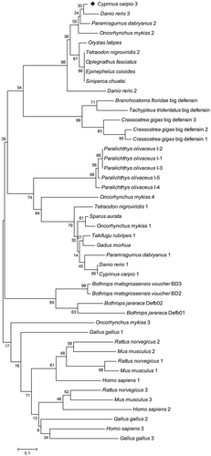 Fig. 3. Phylogenetic tree of β-defensin 3 amino acid sequences.Notes: This tree was generated by neighbor-joining method in MEGA 5.2. Numbers above the nodes represent boot-strap percentages of 1000 replicates. The GenBank accession numbers of these sequences are shown in Table 2. Common carp (C. carpio) β-defensin 3 is denoted by (◆).