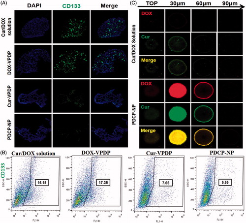 Figure 4. (A) Immunofluorescence cell staining and the (B) proportion of CD133 cells in C6 mammosphere cells after three days of treatment with different formulations. (C) The uptake of Cur/DOX solution and PDCP-NP with equivalent Cur concentration (2 μg/mL) by C6 tumor spheroids at 8 h. Original magnification: 200×.