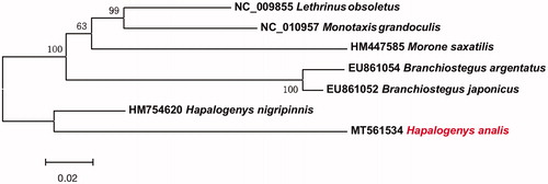 Figure 1. Neighbor-joining (NJ) topology for 6 species of family Haemulidae based on 12 H-strand mitochondrial protein-coding genes.