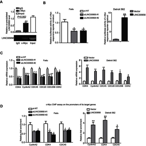 Figure 4 LINC00958 participation of c-Myc gene network. (A) The RIP assay. HEK293T cells were grown and subjected to immunoprecipitation with an anti-c-Myc antibody and then RNA isolation and qRT-PCR analysis of LINC00958 level. (B) Luciferase reporter assay. HNSCC cells were grown and subjected to transfection with c-Myc responsive luciferase reporters and LINC00958 siRNAs, nonsense siRNA, LINC00958 cDNA or vector-only and then luciferase reporter assay. (C) qRT-PCR. Fadu and Detroit562 cells were grown and transfected with LINC00958 siRNAs, nonsense siRNA, LINC00958 cDNA or vector-only, respectively and then subjected to qRT-PCR analysis of CDK2, CDC25B, CDC45, CDK4, CyclinA2, and CDC20 mRNA. (D) ChIP assay. HNSCC cells were grown and transfected with indicated siRNAs or plasmids and then subjected to immunoprecipitation with an anti-c-Myc antibody and DNA extraction and qPCR analysis. The data are means ± SD (n=3). *p<0.05 and **p<0.01 by two-tailed Student’s t-test.