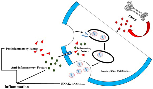 Figure 3 Bone marrow mesenchymal stem cells (BMSCs) primarily release exosomes and inflammatory factors. The cytokines generated by BMSCs may be categorized into proinflammatory cytokines and anti-inflammatory cytokines. Both exosomes and cytokines can modulate distant target organs, inducing an inflammatory response.