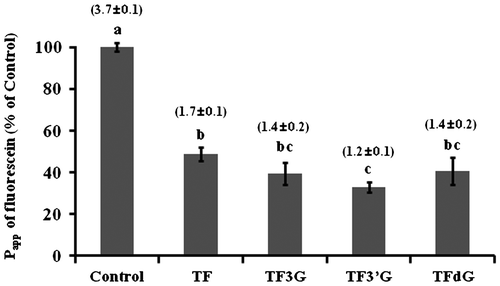 Fig. 1. Effect of TF on fluorescein Papp values in Caco-2 cells pretreated with 20 μM TF for 24 h.Note: The TF used for this experiment were TF, TF3G, TF3′G, and TFdG. Apparent permeability coefficient (Papp) values (in cm/s × 10−6) are expressed as the mean ± SEM (n = 3–5). Different letters represent the statistical differences at p < 0.05 among the groups by the Tukey-Kramer’s t-test.