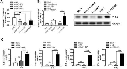 Figure 6 HAT1 negatively regulated TLR4 and inflammatory cytokine expression. (A) HAT1 expression in NR8383 cells after transfection with different siRNAs; the most significant inhibition of HAT1 expression was observed with si-HAT1 697. (B) The expression of HAT1 in NR8383 cells after transfection with si-HAT1 697 or overexpression of HAT1 using a vector. (C) IL-6, IL-8, TNF-α, and IFN-γ levels in NR8383 cells after transfection with si-HAT1 697. *P < 0.05; **P < 0.01; ***P < 0.001.