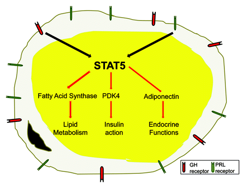 Figure 3. Growth hormone and prolactin induce STAT5 to modulate key genes associated with adipocyte function. To date, only growth hormone (GH) and prolactin (PRL) have been shown to be physiological activators of STATs 5A and B in adipocytes. Adipocytes have several key functions that include lipid accumulation, carbohydrate and lipid metabolism, insulin sensitivity and endocrine functions. Recent studies have shown that STAT5 proteins can directly modulate the transcription of genes that contribute to all of these critical fat cell functions.