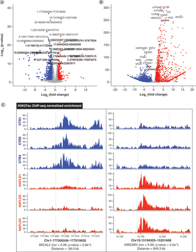 Figure 3. Differential H3K27ac peaks and representative correlated genes in both groups. (A) Volcano plot of remarkable differential H3K27ac regions between CTR (n = 1178) and NAFLD (n = 653) samples. (B) Significant differentially expressed genes between CTR (n = 2715) and NAFLD (n = 1041) groups. (C) Differential peak–genes correlated with the representative H3K27ac regions in both CTR and NAFLD groups. The red and blue dots indicate upregulation and downregulation, respectively.ChIP-seq: Chromatin immunoprecipitation coupled with high-throughput sequencing; Cor: Peak–gene correlation; CTR: Control group; NAFLD: Nonalcoholic fatty liver disease.