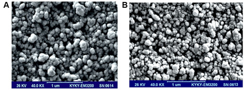 Figure 3 Morphological study of formulations of Ginsenoside Rh2-loaded nanoniosome. (A) Scanning electron microscopy of Ginsenoside Rh2-loaded nanoniosome with DOTAP. (B) Scanning electron microscopy of Ginsenoside Rh2-loaded nanoniosome without DOTAP.